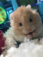 Teddy Bear Hamsters