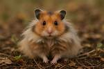 Teddy Hamster
