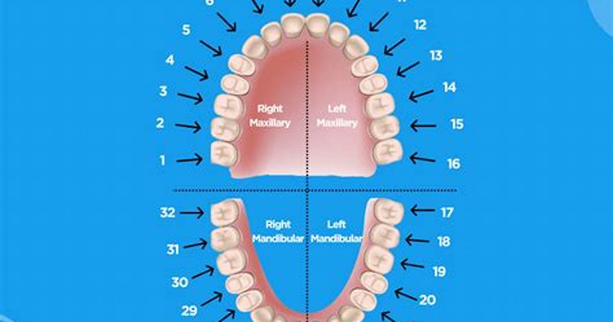 Teeth Numbering System