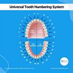 Teeth Numbering System