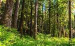 Temperate Coniferous Forest