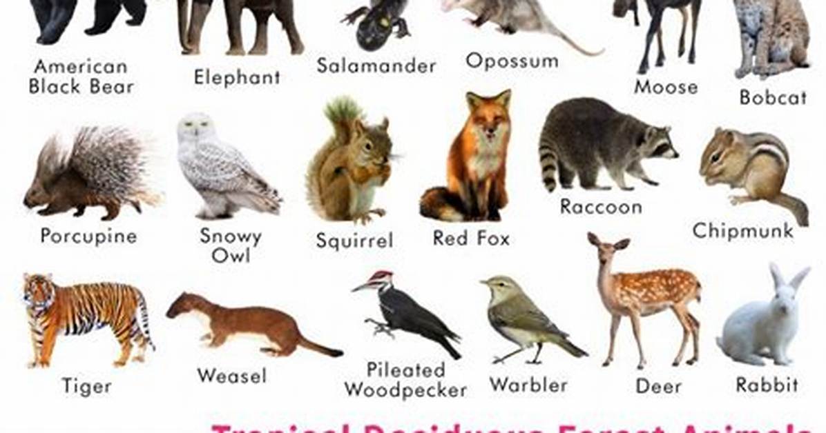 Temperate Deciduous Forest Animals