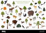 Temperate Deciduous Forest Animals