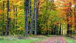 Temperate Deciduous Forest Climate