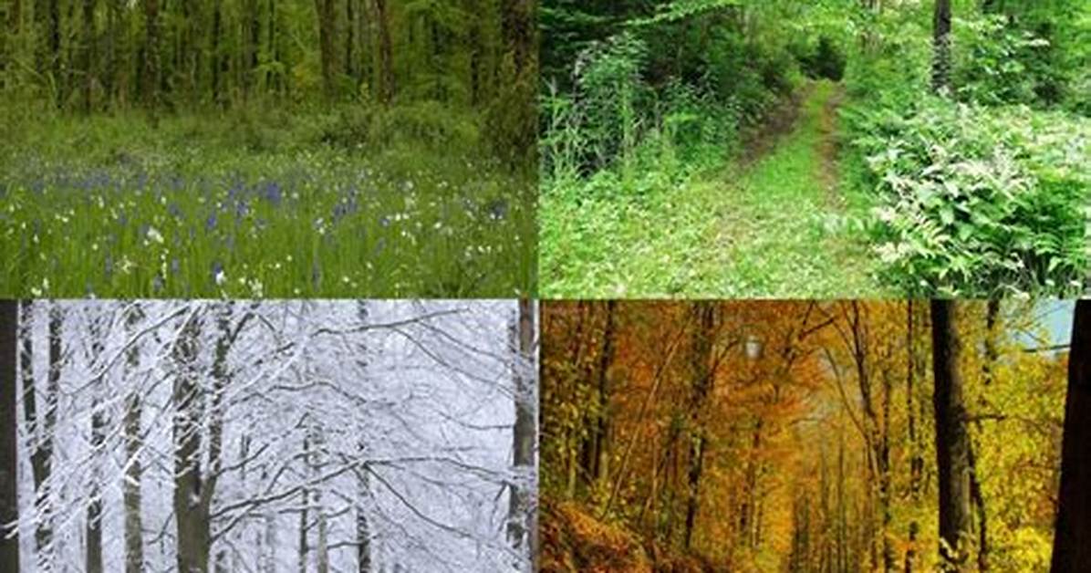Temperate Forest Seasons