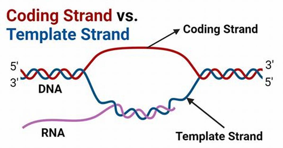 Template Strand vs Coding Strand