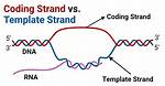 Template vs Coding Strand