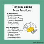 Temporal Lobe Function Psychology
