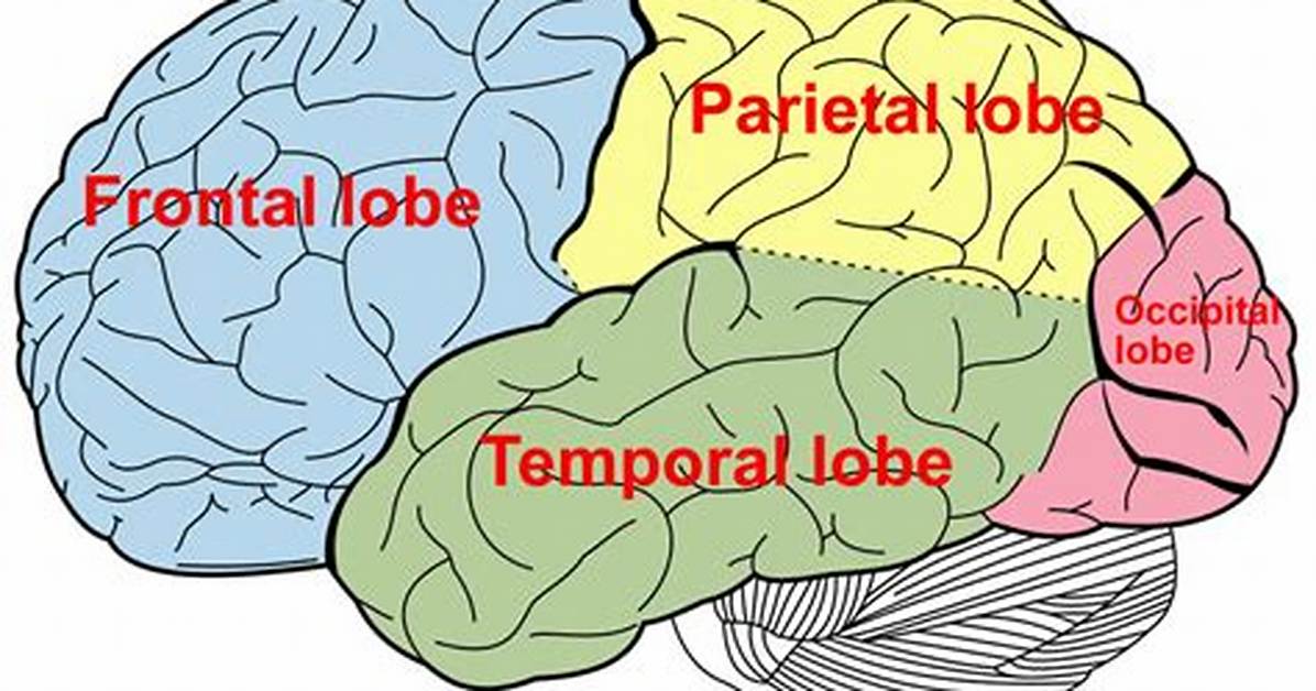 Temporal Lobe Location