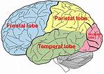 Temporal Lobe Location