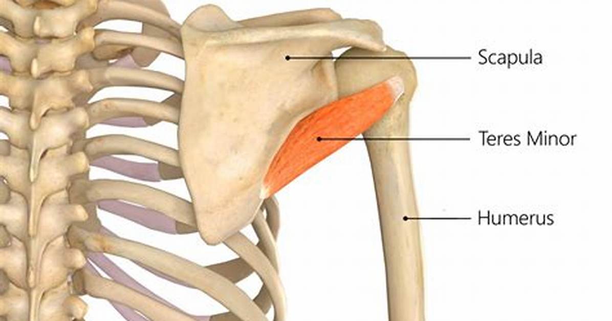 Teres Minor Function