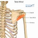 Teres Minor Function