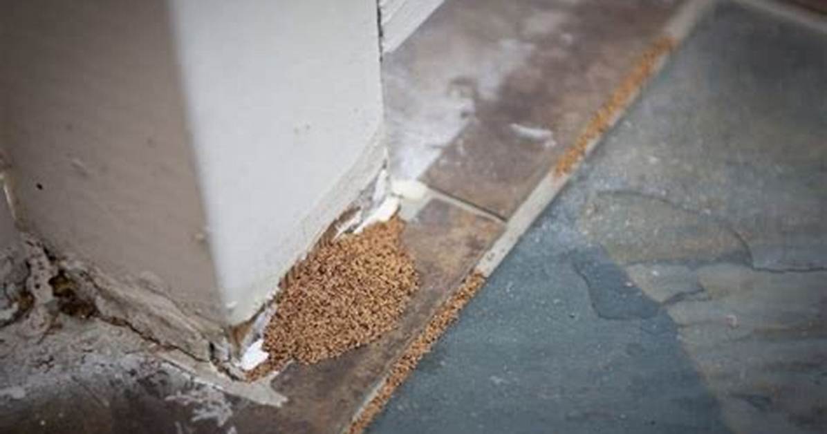 Termite Droppings from Ceiling
