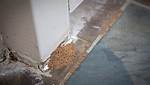 Termite Droppings from Ceiling