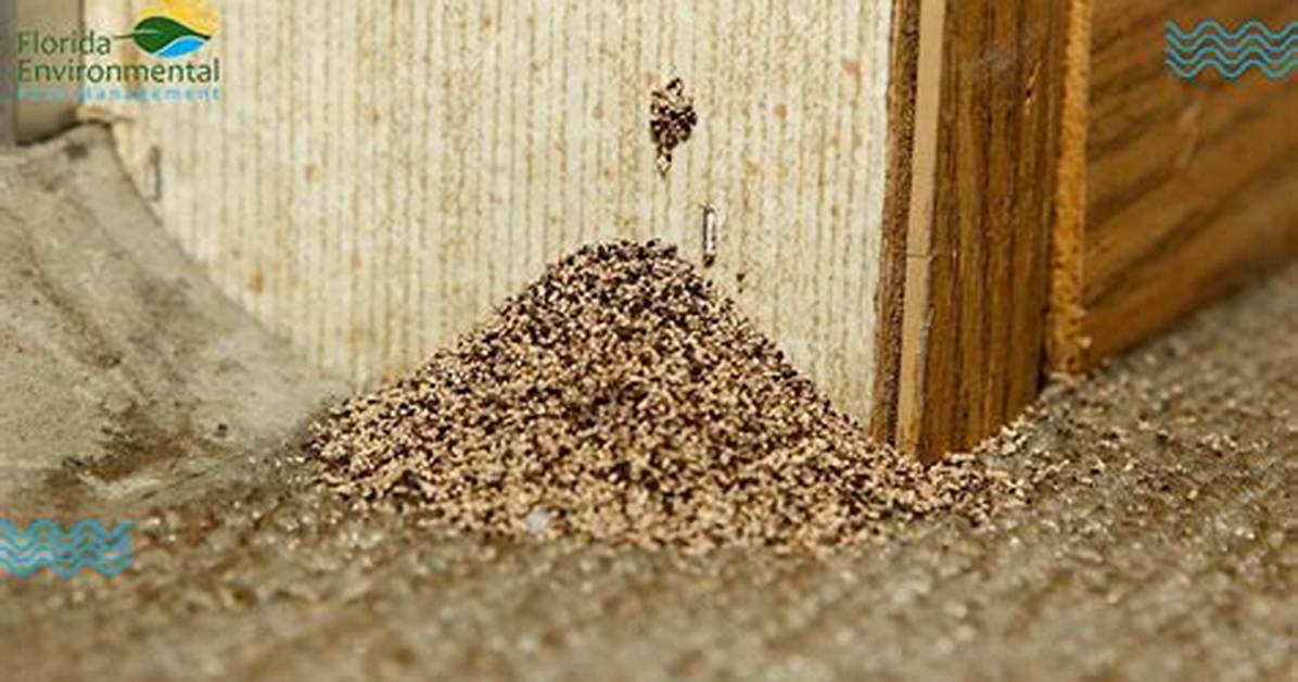 Termite Droppings