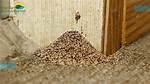 Termite Droppings