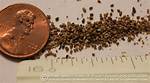 Termite Pellets