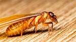 Termites with Wings