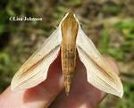 Tersa Sphinx Moth