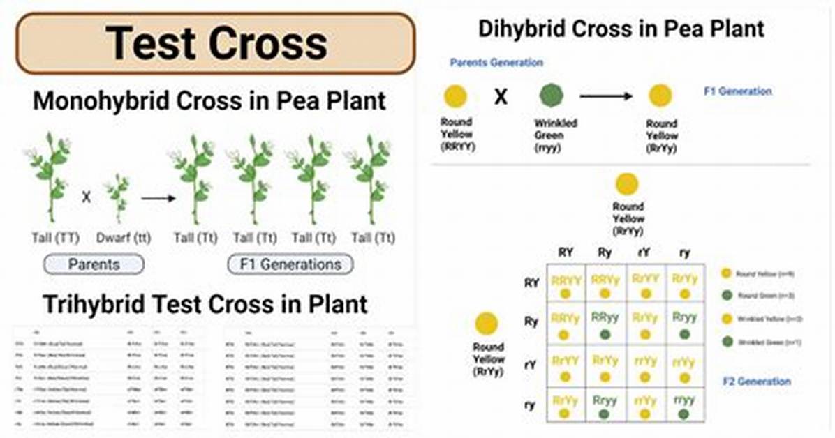 Test Cross Genetics