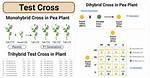 Test Cross Genetics
