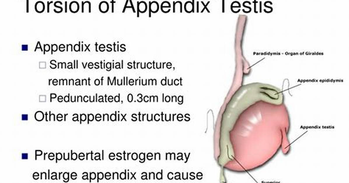 Testicular Appendix
