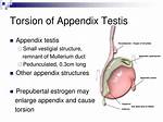 Testicular Appendix