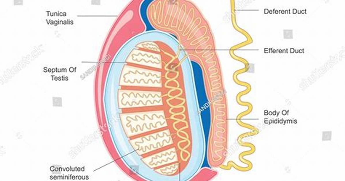 Testis Function