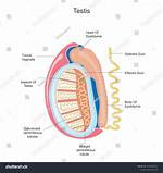 Testis Function