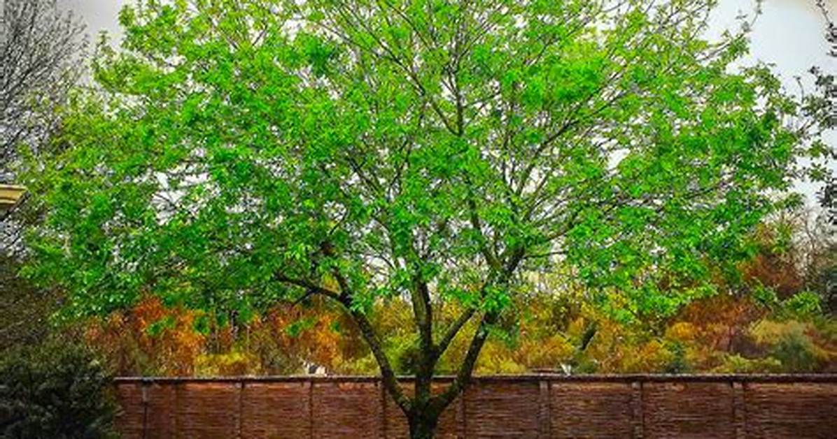 Texas Ash Tree