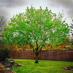 Texas Ash Tree