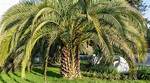 Texas Palm Trees