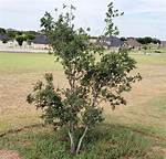 Texas Persimmon