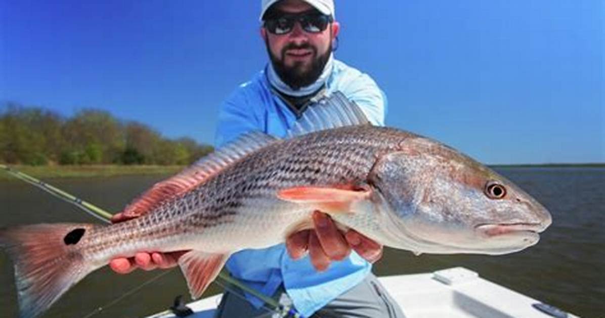 Texas Redfish