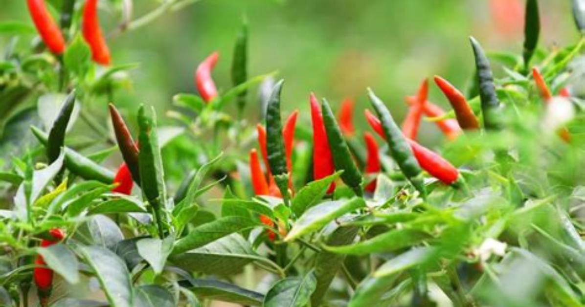 Thai Chiles