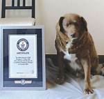 The Final Bark: World’s Oldest Dog, Bobi, Crosses the Rainbow Bridge at 31