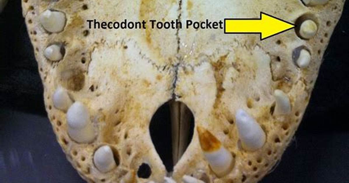 Thecodont Teeth