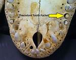 Thecodont Teeth