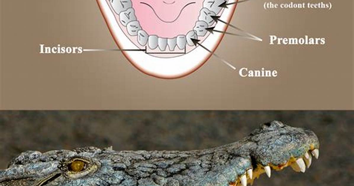 Thecodont