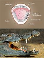 Thecodont