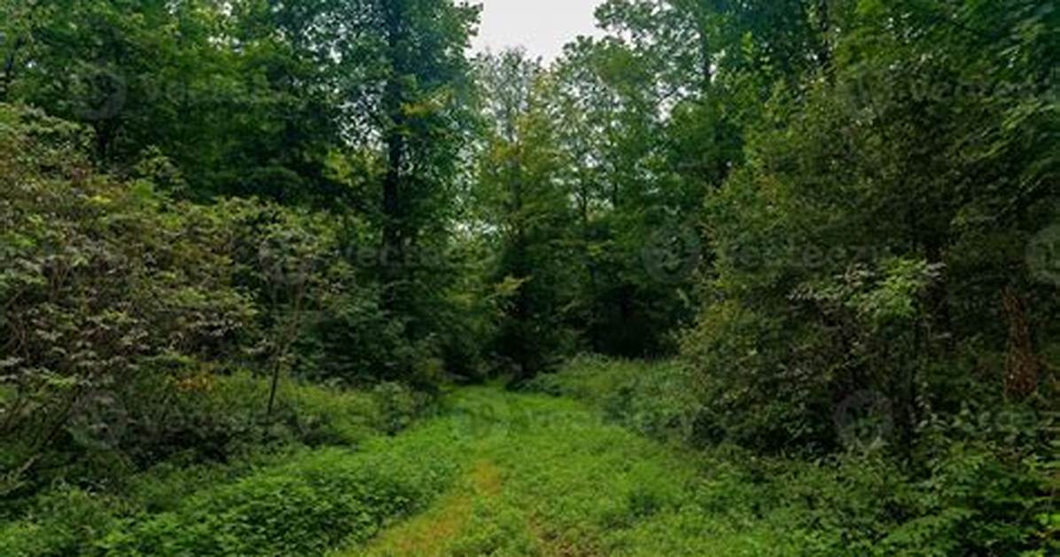 Thick with Vegetation