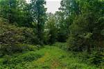 Thick with Vegetation