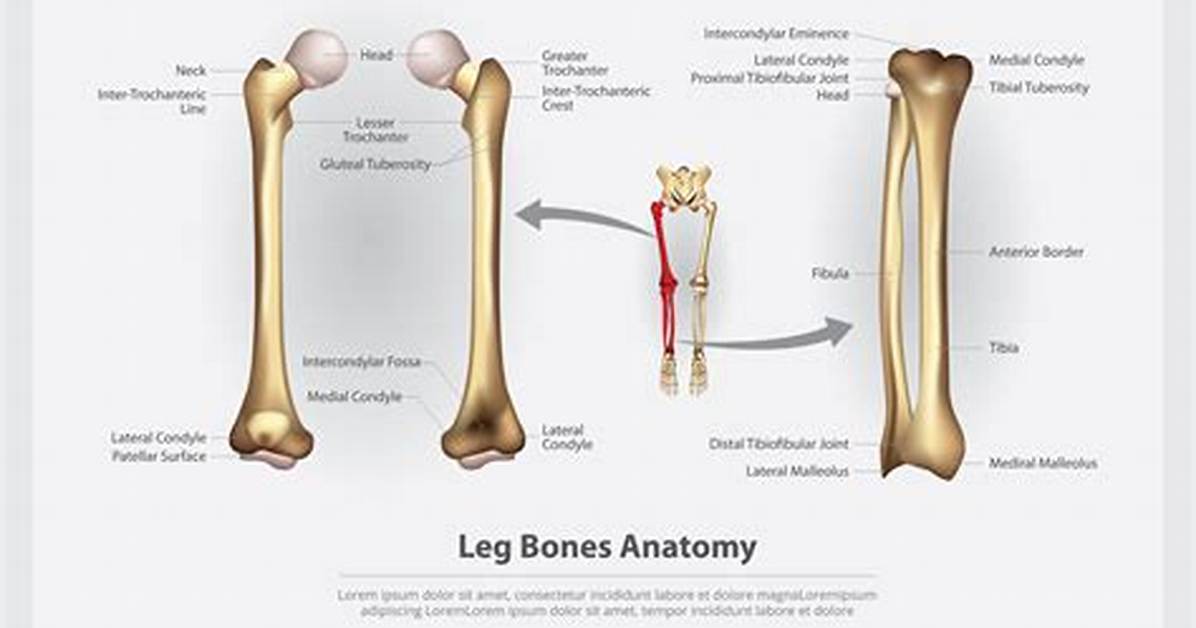 Thigh Bone Name