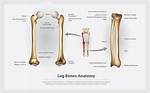 Thigh Bone Name