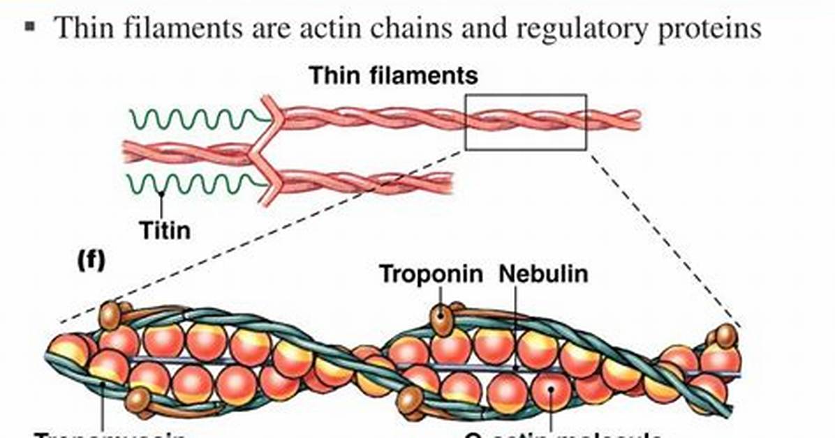 Thin Filaments