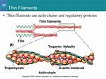 Thin Filaments