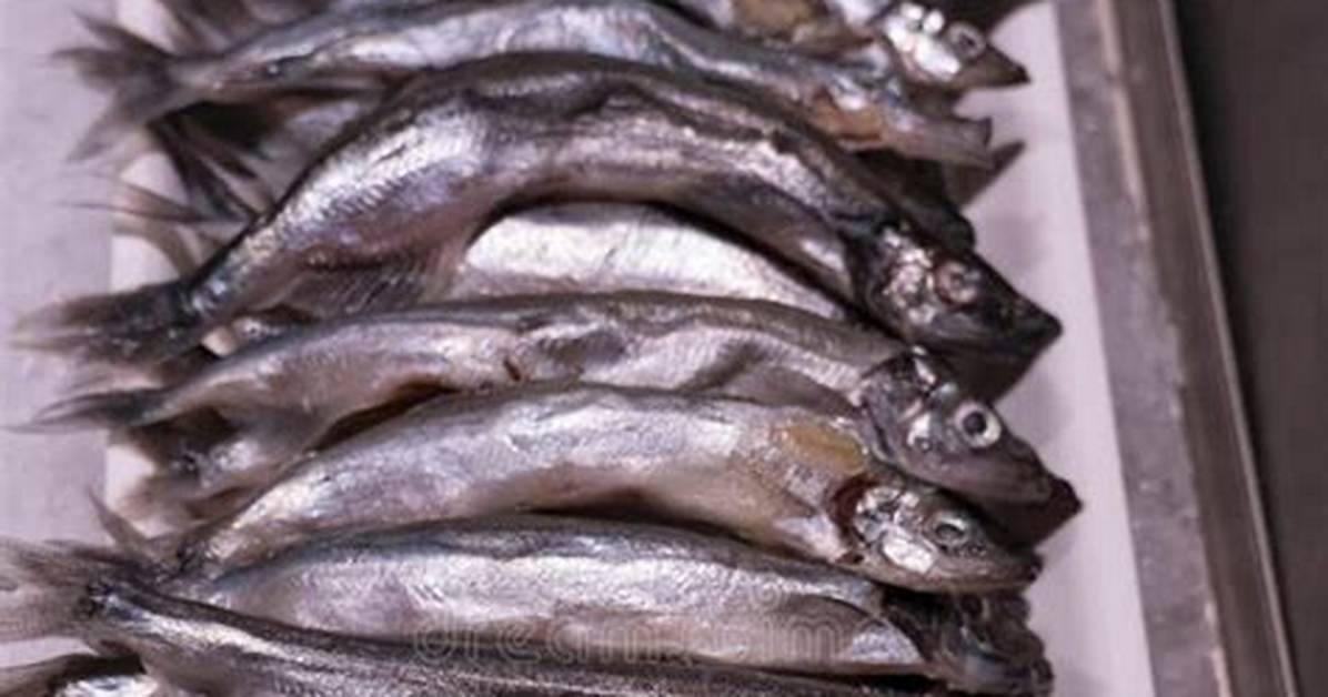 Thin Slippery Fish