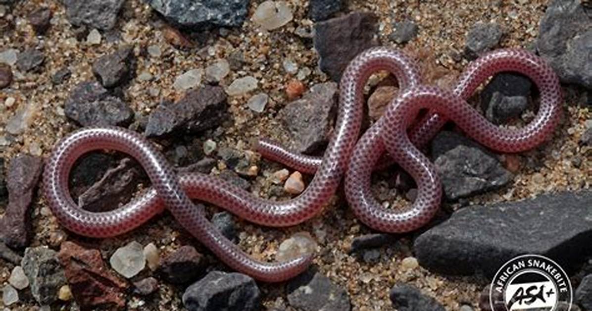 Thread Snake