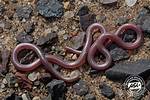 Thread Snake