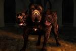 Three Headed Dog